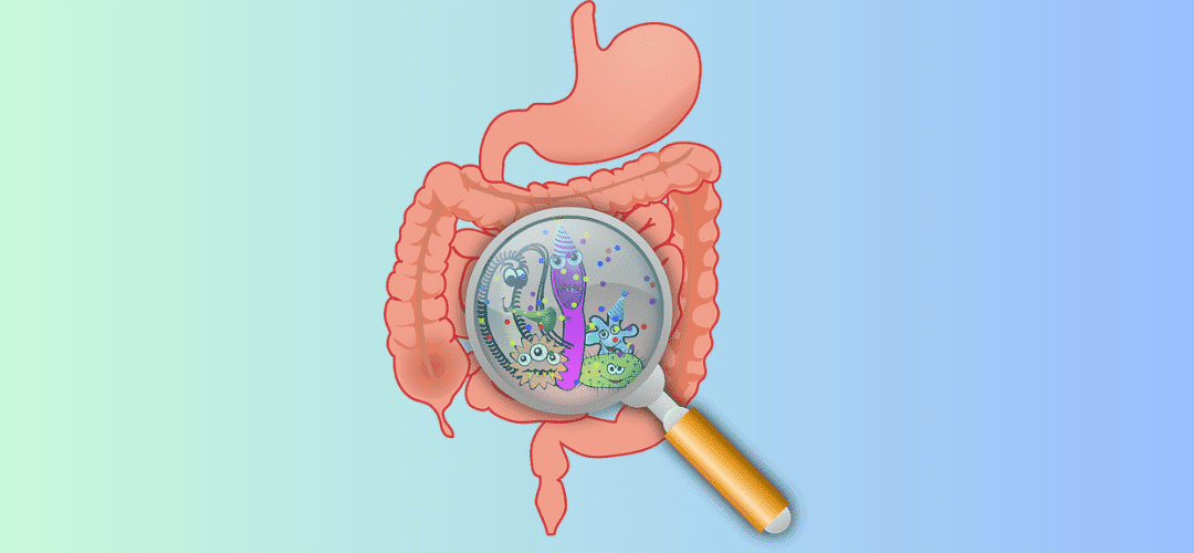 Steps in the digestive system – and what can go wrong!! – By Julie Griffiths